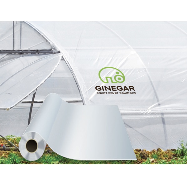 MÀNG KÍNH KHỔ 8MX100M GINEGAR ISRAEL 